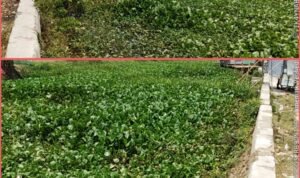 Sungai Cipasilian Tertutup Eceng Gondok Sepanjang 2 Kilometer, Kades Cirumpak Desak Penanganan Segera